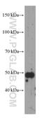 Tripartite Motif Containing 44 antibody, 66249-1-Ig, Proteintech Group, Western Blot image 