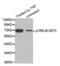 RELB Proto-Oncogene, NF-KB Subunit antibody, abx000292, Abbexa, Western Blot image 