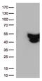 GFAP antibody, TA500344, Origene, Western Blot image 