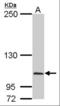 Calponin 1 antibody, orb376631, Biorbyt, Western Blot image 