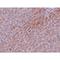 TBK1 Binding Protein 1 antibody, LS-C108591, Lifespan Biosciences, Immunohistochemistry paraffin image 