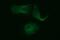 Tubulin Beta 2B Class IIb antibody, MA5-26268, Invitrogen Antibodies, Immunocytochemistry image 