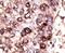 Sirtuin 7 antibody, PA5-13226, Invitrogen Antibodies, Immunohistochemistry frozen image 