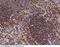 CD180 Molecule antibody, 50491-T56, Sino Biological, Immunohistochemistry frozen image 