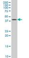 Growth Differentiation Factor 11 antibody, H00010220-M06, Novus Biologicals, Western Blot image 