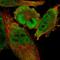 Cell Division Cycle Associated 7 antibody, HPA005565, Atlas Antibodies, Immunocytochemistry image 