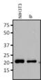 RAP1A, Member Of RAS Oncogene Family antibody, MA1-147, Invitrogen Antibodies, Immunoprecipitation image 