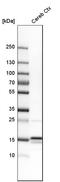 LC3A antibody, HPA007649, Atlas Antibodies, Western Blot image 