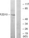 Frizzled Class Receptor 10 antibody, abx015245, Abbexa, Western Blot image 