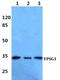 Tryptase Gamma 1 antibody, A14320, Boster Biological Technology, Western Blot image 