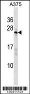 SAP Domain Containing Ribonucleoprotein antibody, 58-505, ProSci, Western Blot image 