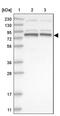 Pogo Transposable Element Derived With KRAB Domain antibody, PA5-56804, Invitrogen Antibodies, Western Blot image 