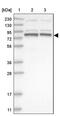 Pogo Transposable Element Derived With KRAB Domain antibody, PA5-56804, Invitrogen Antibodies, Western Blot image 