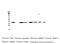 SMN antibody, M03420-1, Boster Biological Technology, Western Blot image 