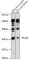 Pleckstrin 2 antibody, 18-043, ProSci, Western Blot image 