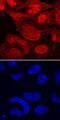 WW Domain Containing Transcription Regulator 1 antibody, MAB7210, R&D Systems, Immunohistochemistry frozen image 