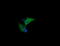 Heat Shock Protein Family A (Hsp70) Member 8 antibody, LS-C787949, Lifespan Biosciences, Immunofluorescence image 