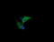 HSP73 antibody, LS-C787949, Lifespan Biosciences, Immunofluorescence image 