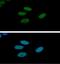 RuvB Like AAA ATPase 1 antibody, GTX57672, GeneTex, Immunofluorescence image 