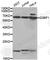 G3BP Stress Granule Assembly Factor 1 antibody, A6025, ABclonal Technology, Western Blot image 