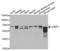 G3BP Stress Granule Assembly Factor 1 antibody, LS-C333996, Lifespan Biosciences, Western Blot image 