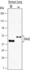 RAGE antibody, MAB1145, R&D Systems, Western Blot image 