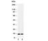Interleukin 13 antibody, R30541, NSJ Bioreagents, Western Blot image 