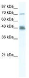 DExD-Box Helicase 50 antibody, TA341621, Origene, Western Blot image 