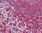 Glucose-6-Phosphate Dehydrogenase antibody, 49-076, ProSci, Immunohistochemistry paraffin image 