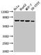 Nuclear Factor, Erythroid 2 Like 3 antibody, LS-C673622, Lifespan Biosciences, Western Blot image 