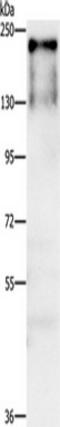 ATPase Family AAA Domain Containing 5 antibody, TA350994, Origene, Western Blot image 