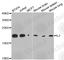 Interleukin 2 antibody, A8029, ABclonal Technology, Western Blot image 