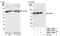 Cytoskeleton Associated Protein 4 antibody, NBP1-26642, Novus Biologicals, Western Blot image 