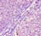 HRas Proto-Oncogene, GTPase antibody, CSB-PA15539A0Rb, Cusabio, Immunohistochemistry frozen image 