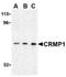 Collapsin Response Mediator Protein 1 antibody, orb108963, Biorbyt, Western Blot image 