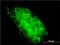 Ubiquitin Specific Peptidase 31 antibody, H00057478-M01, Novus Biologicals, Immunocytochemistry image 