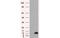 FKBP Prolyl Isomerase 1A antibody, MBS533319, MyBioSource, Western Blot image 