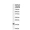 Arachidonate 5-Lipoxygenase Activating Protein antibody, NB100-53797, Novus Biologicals, Western Blot image 