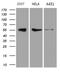 RAB3A Interacting Protein antibody, LS-C798629, Lifespan Biosciences, Western Blot image 