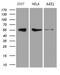 Rab3A-interacting protein antibody, LS-C798629, Lifespan Biosciences, Western Blot image 