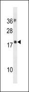 MLC20 antibody, LS-C157988, Lifespan Biosciences, Western Blot image 