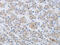 Creatine Kinase, Mitochondrial 1B antibody, CSB-PA014412, Cusabio, Immunohistochemistry paraffin image 