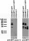 Mitochondrial Fission Factor antibody, 73-373, Antibodies Incorporated, Western Blot image 