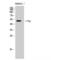 FGR Proto-Oncogene, Src Family Tyrosine Kinase antibody, LS-C382668, Lifespan Biosciences, Western Blot image 