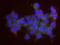 General Transcription Factor IIB antibody, NBP1-49981, Novus Biologicals, Proximity Ligation Assay image 