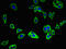 Transmembrane Protein 240 antibody, orb46383, Biorbyt, Immunofluorescence image 
