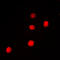 Paired Box 9 antibody, LS-C352624, Lifespan Biosciences, Immunofluorescence image 