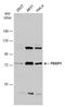 PBX Homeobox Interacting Protein 1 antibody, GTX116669, GeneTex, Western Blot image 