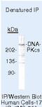 Protein Kinase, DNA-Activated, Catalytic Subunit antibody, MA5-13235, Invitrogen Antibodies, Immunoprecipitation image 