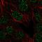 LMTD1 antibody, HPA038640, Atlas Antibodies, Immunocytochemistry image 